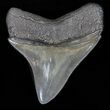 Gorgous Megalodon Tooth - Sharp Serrations #40258-2